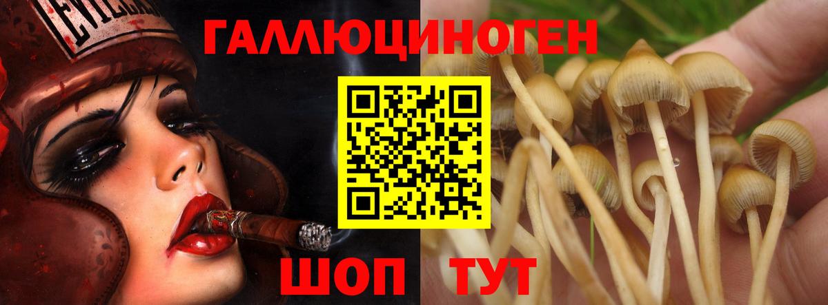 Псилоцибиновые грибы GOLDEN TEACHER  хочу наркоту  Аргун  Вход с VPN  Псилоцибиновые грибы мицелий 